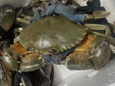 Cua Cà Mau Thiên Nhiên. Mua bán Đồ ăn, thực phẩm và các loại khác tại Quận 7 Tp Hồ Chí Minh được đăng bởi Trần cẩm hà