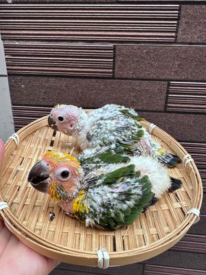 Vẹt non dưới 3 tháng