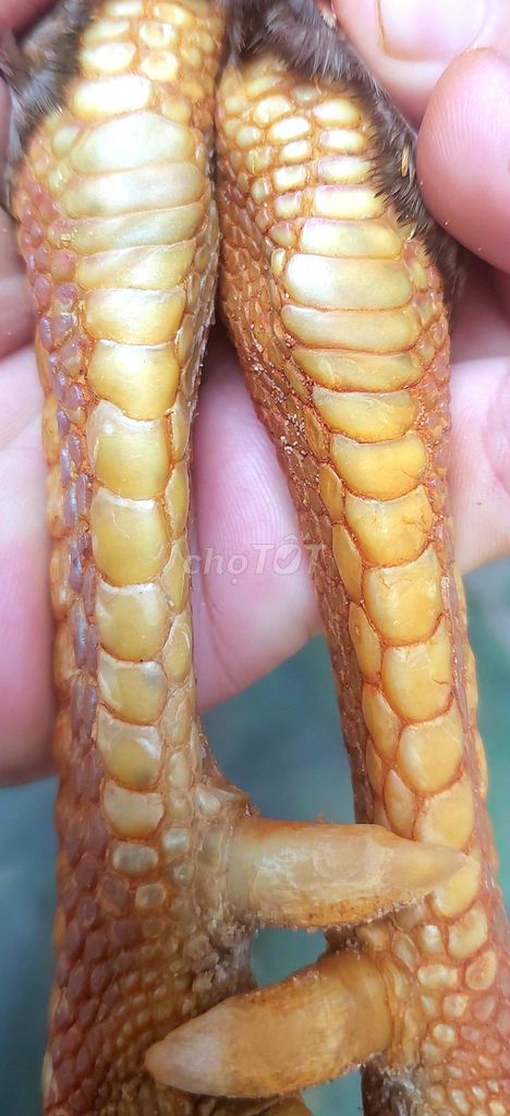 Gà chọi đực 3.2kg. Mua bán Gà tại Huyện Lai Vung Đồng Tháp được đăng bởi ĐỒNG THÁP KHẢI GÀ hình 1