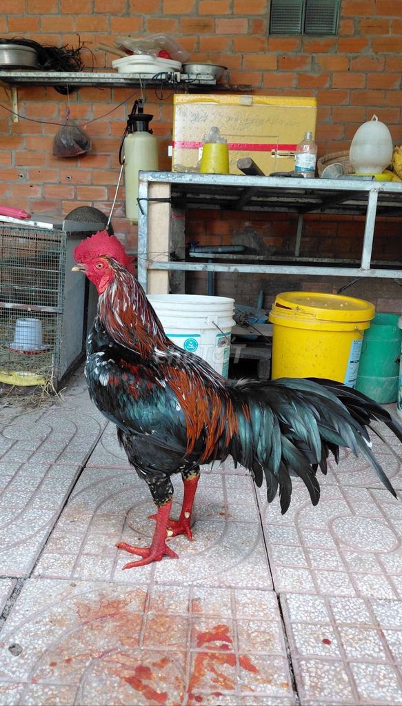 que bông 3.5kg. Mua bán Gà tại Huyện Mang Thít Vĩnh Long được đăng bởi Thiện Vĩnh Long hình 1