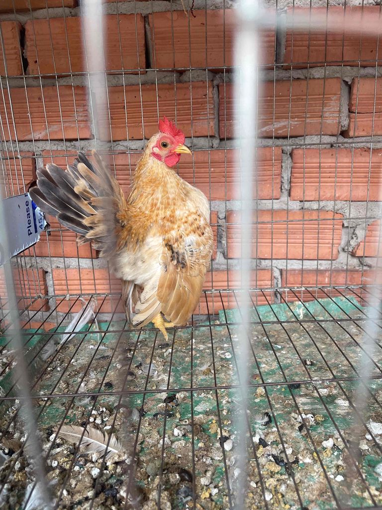Gà Serama trống cần bán nhiều màu. Mua bán Gà tại Quận 8 Tp Hồ Chí Minh được đăng bởi Nghia Trinh hình 4
