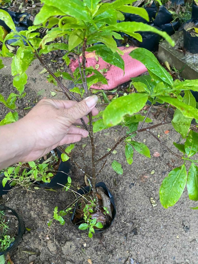 mai đọt xanh rin 5 cánh quảng nam. Mua bán Cây cảnh, đồ trang trí tại Huyện Duy Xuyên Quảng Nam được đăng bởi  Lê Tuấn  mai đọt xanh quảng nam hình 1