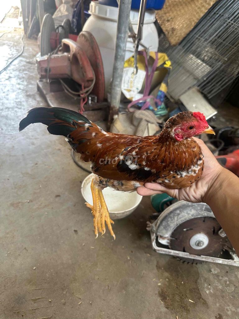 Gà tre 7 tháng Nâu đốm. Mua bán Gà tại Huyện Cần Đước Long An được đăng bởi Trung Vinh hình 1