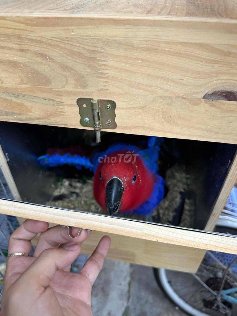 Vẹt Đỏ Xanh lá Xanh dương. Mua bán Chim tại Thành phố Sa Đéc Đồng Tháp được đăng bởi Bin Bin hình 1