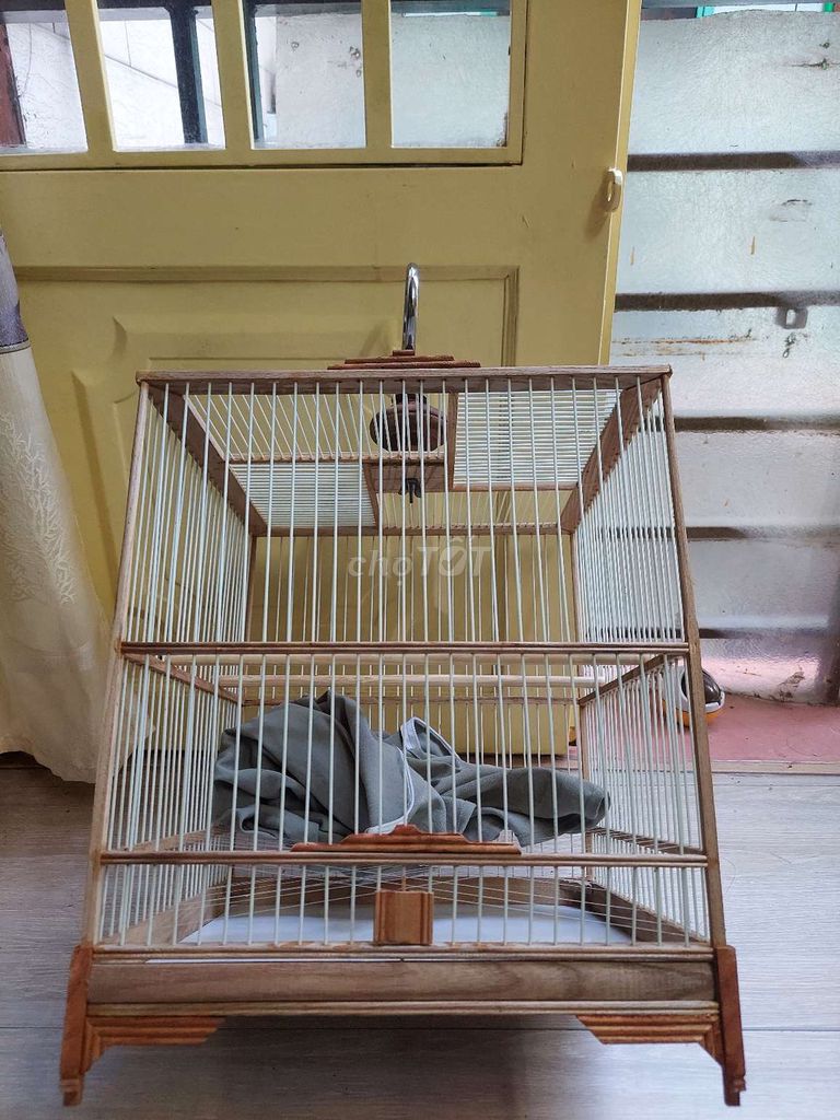 Chào mào vuông cao nan cáp 37. Mua bán Chim tại Quận Tân Phú Tp Hồ Chí Minh được đăng bởi Gà Tre Gà Nòi hình 1