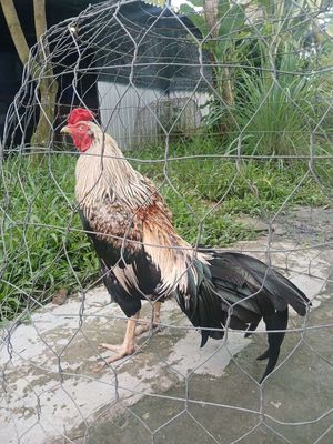 3,2 gà mùa lỡ lên gần đủ long. Mua bán Gà tại Huyện Thới Lai Cần Thơ được đăng bởi Vĩnh 