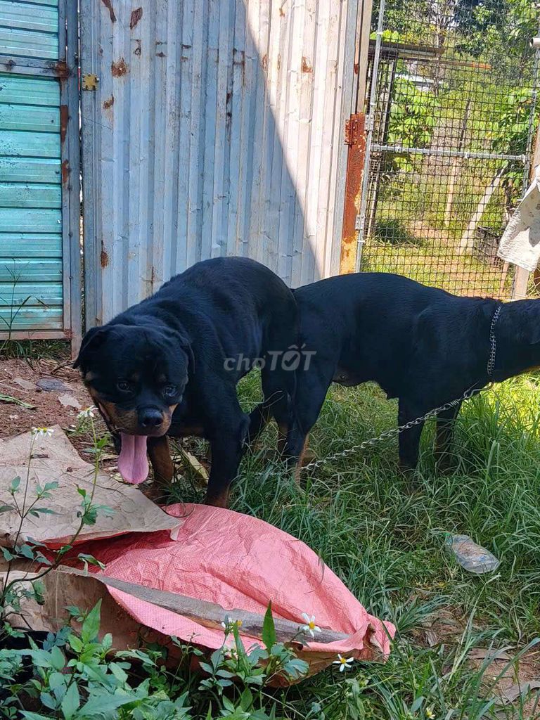 Rottweiler Đực 55kg.nhận phối giống. Mua bán Chó tại Thị xã Bến Cát Bình Dương được đăng bởi Malinois bình dương  hình 4