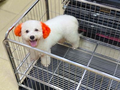 Poodle màu trắng _ 15 tháng thuần chuẩn. Mua bán Chó tại Quận Thanh Khê Đà Nẵng được đăng bởi Thy Thy