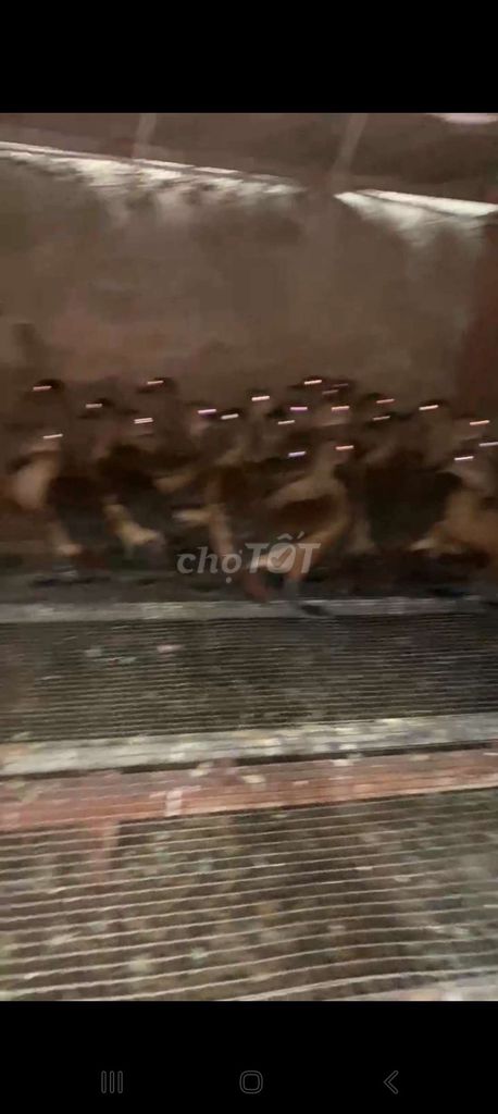 Le le Giống và thịt. Mua bán Thú cưng khác tại Quận Long Biên Hà Nội được đăng bởi tổng kho gia dụng  hình 1