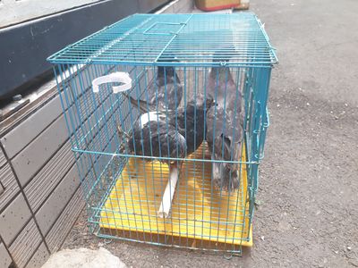 chim câu=đốm=5046. Mua bán Chim tại Quận Gò Vấp Tp Hồ Chí Minh được đăng bởi eshop thành