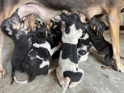 Nhà có bầy chó mẹ đẻ becgie lai phú quốc. Mua bán Chó tại Huyện Trảng Bom Đồng Nai được đăng bởi Xuân Điệp