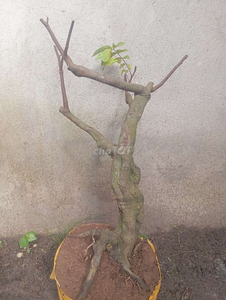 Cây cảnh Khế gân nu 40cm Già mùa. Mua bán Cây cảnh, đồ trang trí tại Huyện Củ Chi Tp Hồ Chí Minh được đăng bởi Cây kiểng giá rẻ LT1 hình 1
