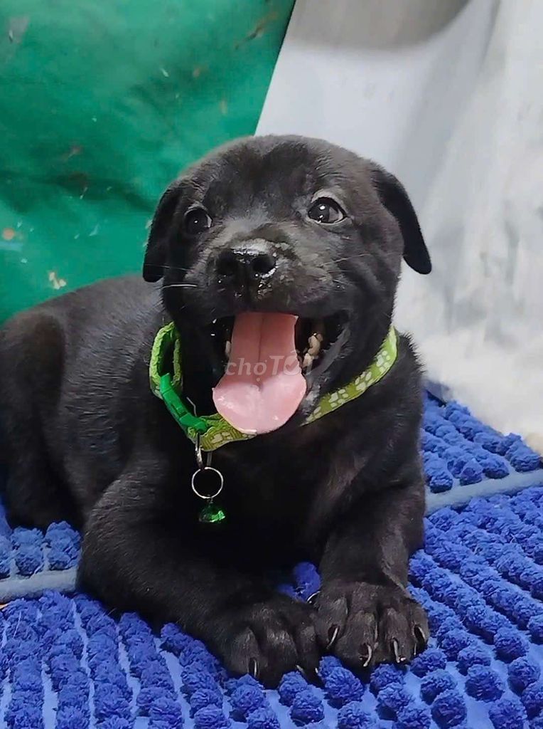 Chó Labrador đen tuyền bóng thân thiện phong thủy. Mua bán Chó tại Quận Bình Tân Tp Hồ Chí Minh được đăng bởi Nguyễn Hằng hình 1