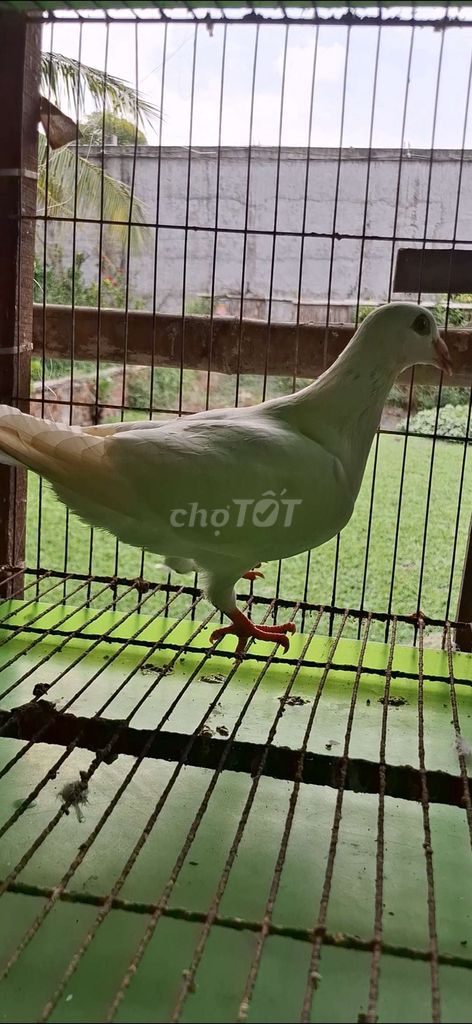 Bồ câu Thái đua trống màu Trắng, Xám. Mua bán Chim tại Huyện Châu Phú An Giang được đăng bởi La Hưng hình 1