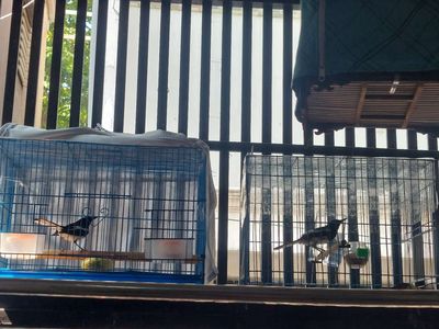 2 bộ chìa vôi hót lai rai. Mua bán Chim tại Quận Bình Thạnh Tp Hồ Chí Minh được đăng bởi minhhh