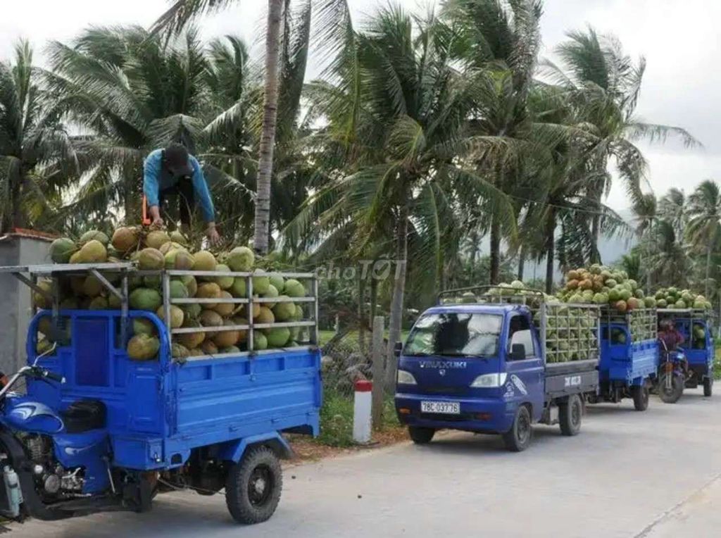 Dầu dừa