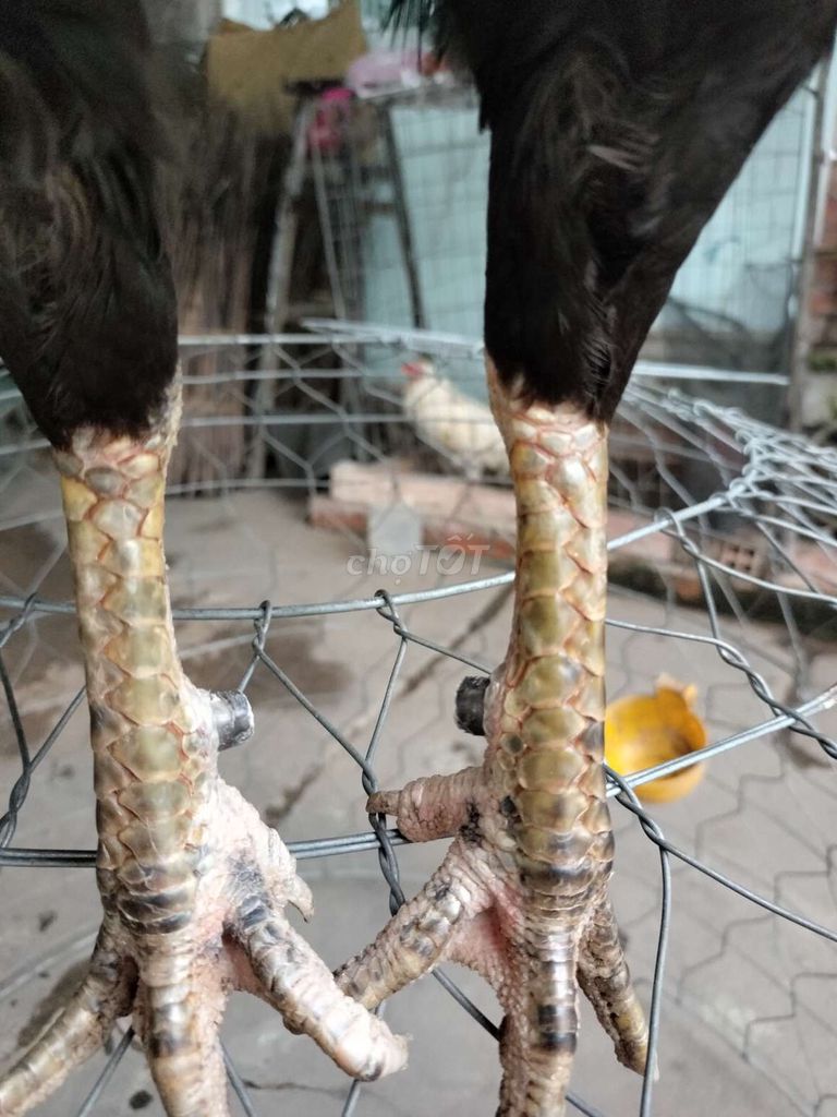 Siu mỹ 3k2 1x đâu trường