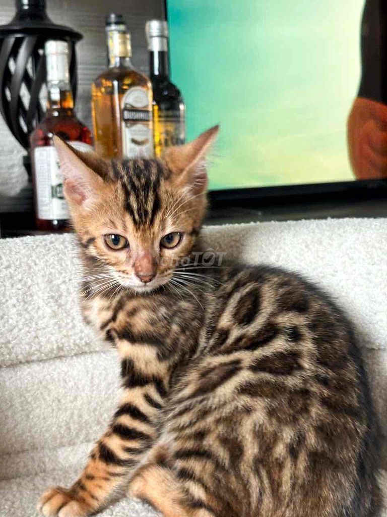 Mèo Bengal vẻ đẹp hoang dã trong lòng Thành Phố. Mua bán Mèo tại Quận 7 Tp Hồ Chí Minh được đăng bởi PHẠM QUỐC LẬP hình 1