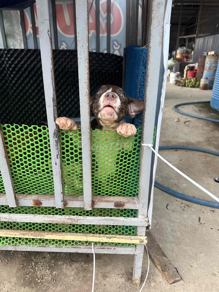 Chó Bully Rocket Nâu trắng đã tiêm 2 mũi. Mua bán Chó tại Huyện Xuyên Mộc Bà Rịa - Vũng Tàu được đăng bởi duong quoc bang hình 1