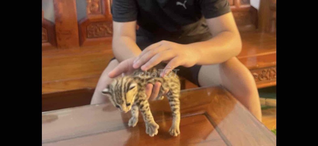 Bé mèo Bengal. Mua bán Mèo tại Quận 12 Tp Hồ Chí Minh được đăng bởi mai hoang an hình 1