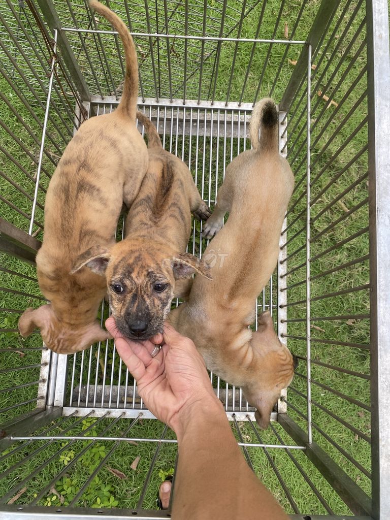 Chó Phú Quốc. Mua bán Chó tại Thành phố Thủ Dầu Một Bình Dương được đăng bởi Quang Trung hình 2