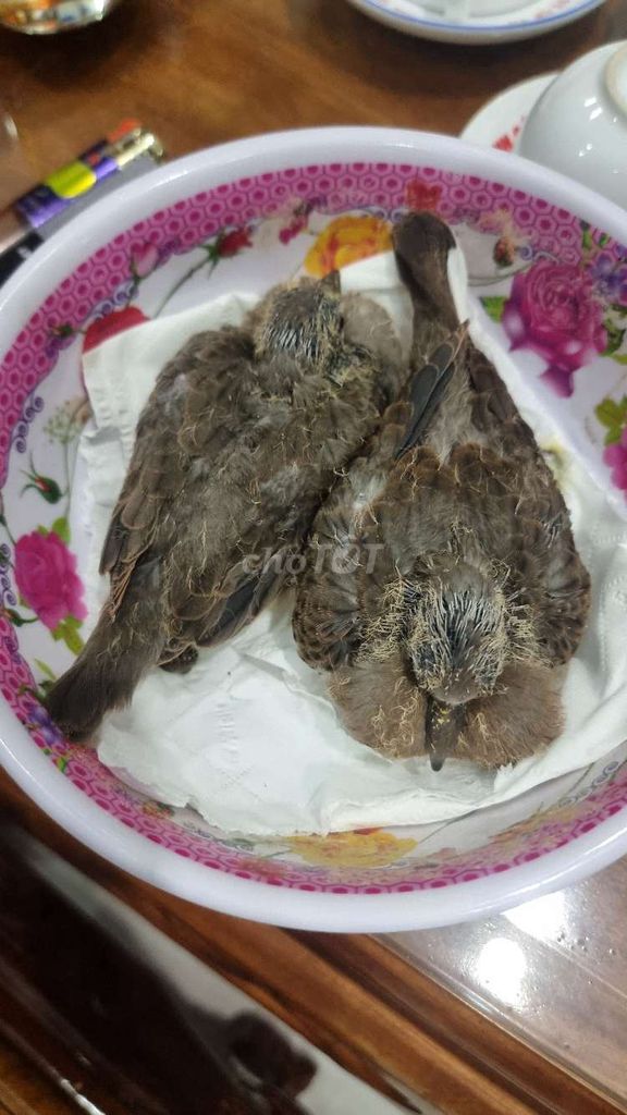 chim cu non. Mua bán Chim tại Thành phố Long Khánh Đồng Nai được đăng bởi Long Nguyễn hình 1