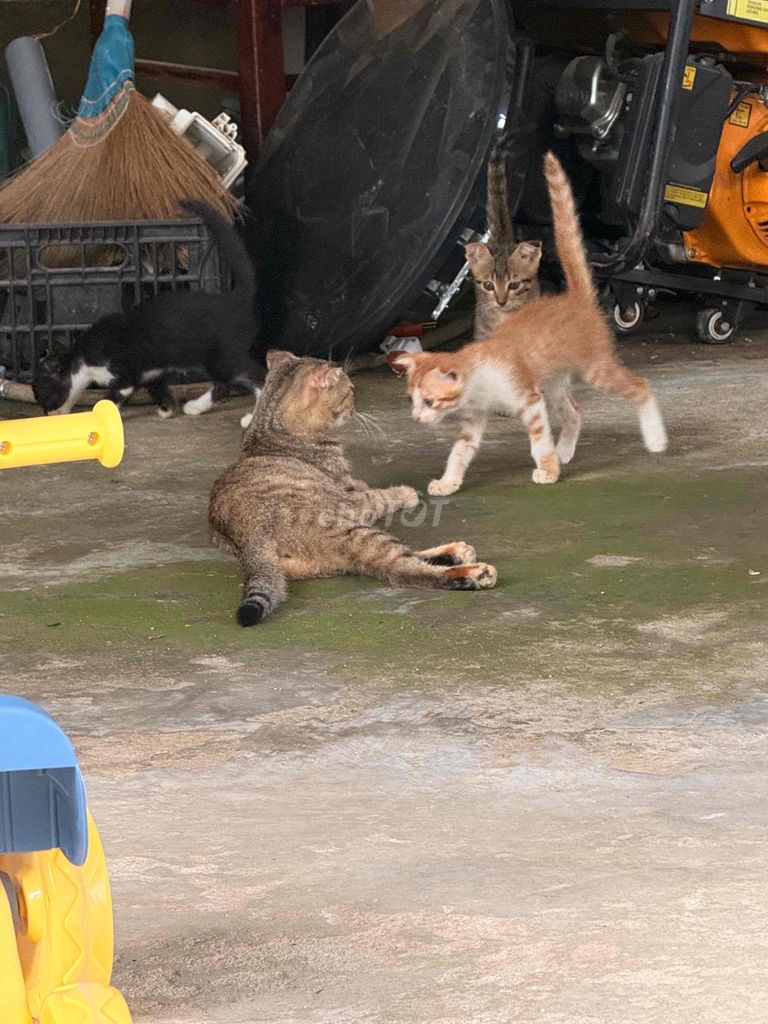 Mèo con màu Đen, vàng, nâu. Mua bán Mèo tại Huyện Duy Xuyên Quảng Nam được đăng bởi Thiên Ân & Như Ý Official hình 1