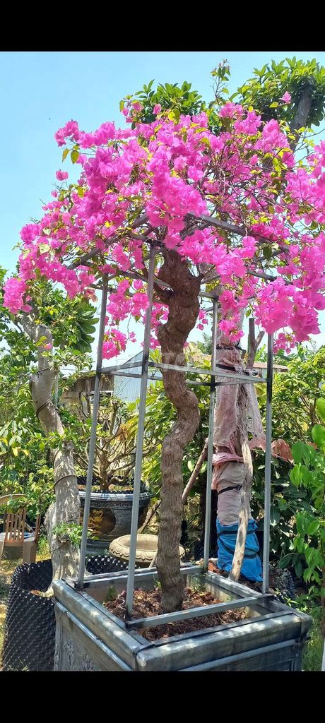 Hoa giấy màu Hồng. Mua bán Cây cảnh, đồ trang trí tại Quận Cẩm Lệ Đà Nẵng được đăng bởi vinh hình 1