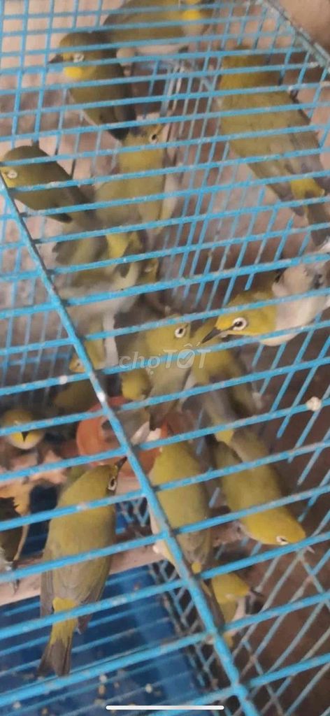 Chim Khuyên Vàng Xám. Mua bán Chim tại Thành phố Huế Thừa Thiên Huế được đăng bởi Anh hùng hình 1