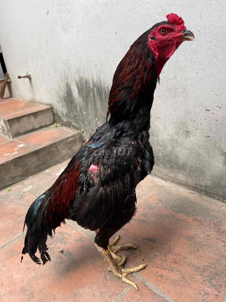Gà trống Hen lông xấu. Mua bán Gà tại Huyện Đan Phượng Hà Nội được đăng bởi Nguyễn Bá Thành hình 1
