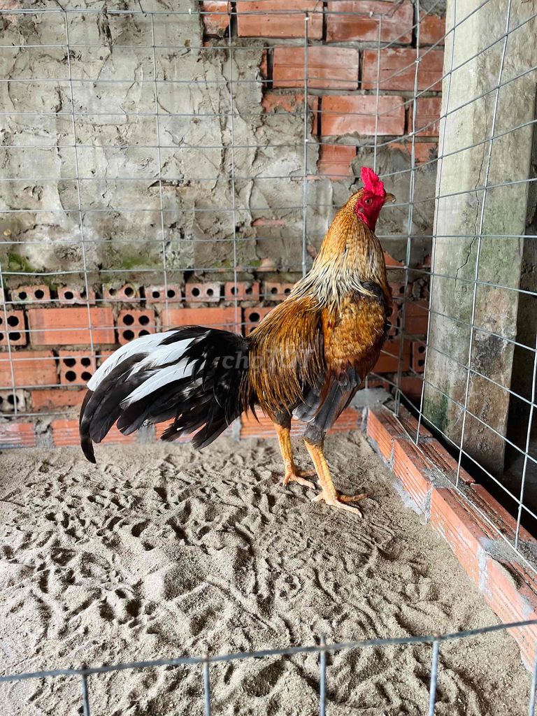 🐔 Mùa Lở Mới Dô. . 🐔 Hiện 3kg1. . Tay Tốt