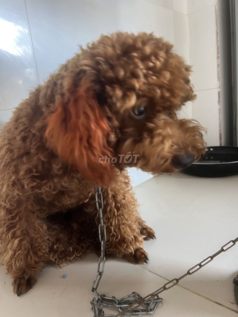 Chó Poodle đực cái. Mua bán Chó tại Thành phố Long Xuyên An Giang được đăng bởi NGUYỄN THỊ THU  hình 1