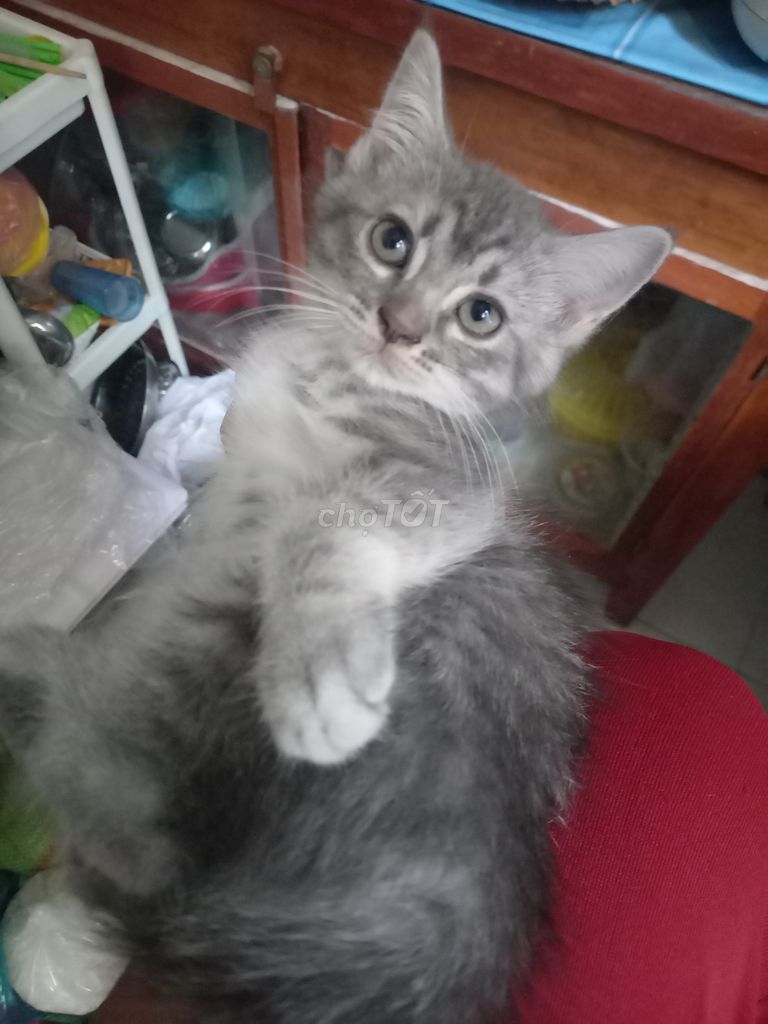 Mèo Anh lông ngắn cái 3 tháng tuổi. Mua bán Mèo tại Huyện Tam Nông Đồng Tháp được đăng bởi Nguyễn Thị Phương Dung hình 1
