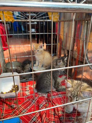 Mèo Anh lông ngắn đực