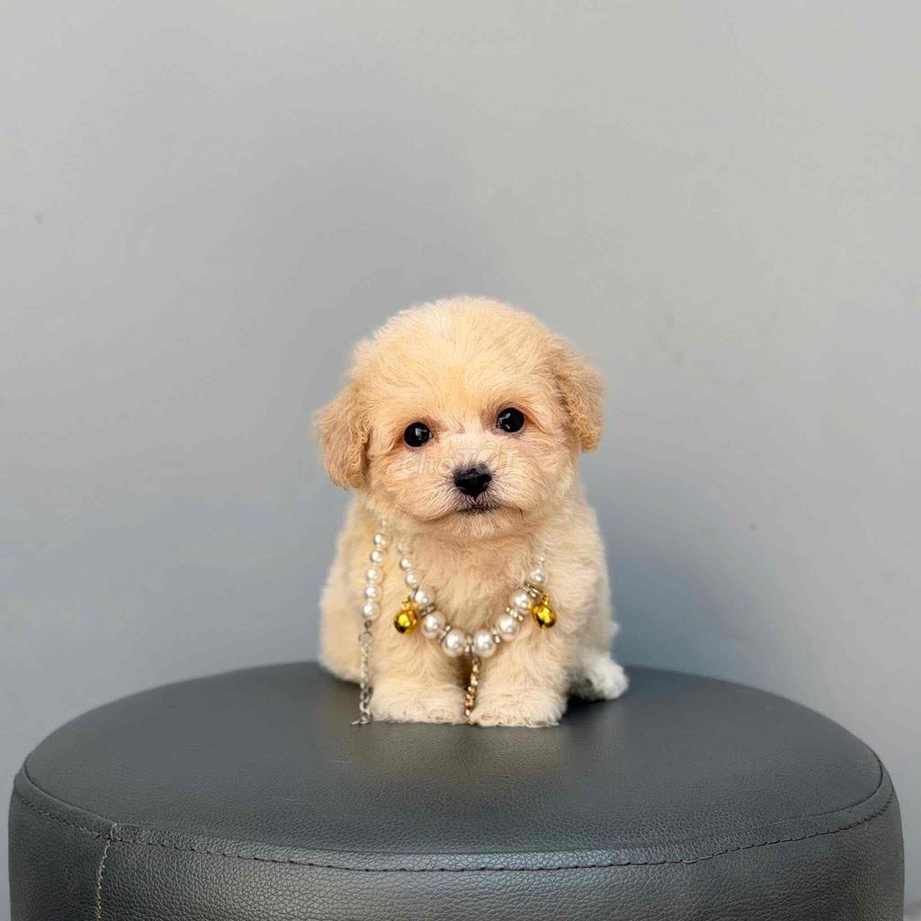 CHÓ POODLE MINI THUẦN CHỦNG. Mua bán Chó tại Quận 3 Tp Hồ Chí Minh được đăng bởi Thùy Trang hình 1