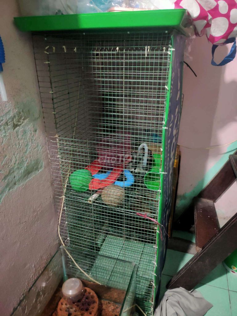 Hồ cá 1m×35×35 và chuồng 1m×50.