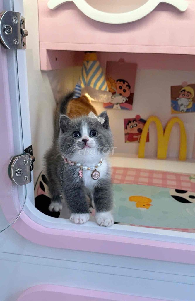 Mèo Bicolor Lông ngắn Xám trắng. Mua bán Mèo tại Quận 1 Tp Hồ Chí Minh được đăng bởi Như Ý hình 1
