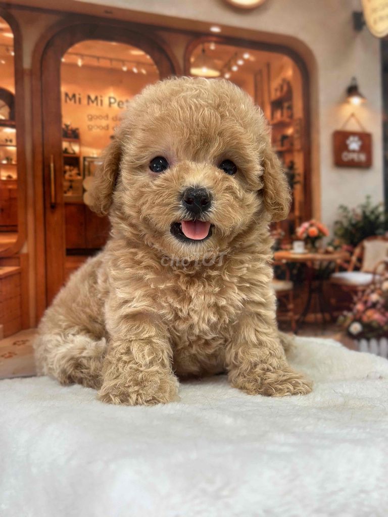 Chó Poodle Cái Nâu chân lùn mõm ngắn. Mua bán Chó tại Thành phố Bến Tre Bến Tre được đăng bởi Mì Mì House  hình 1