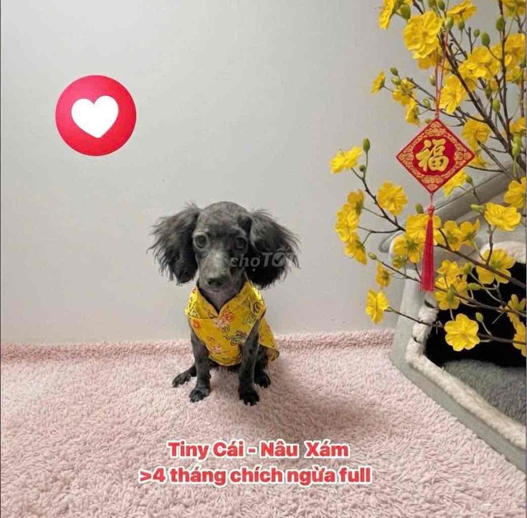 🍒 POODLE XÁM SÔ TINY LÙN (CÁI) >4 THÁNG MÀU LẠ 🍒. Mua bán Chó tại Huyện Hóc Môn Tp Hồ Chí Minh được đăng bởi SIÊU PET SG CHANG CHANG hình 1