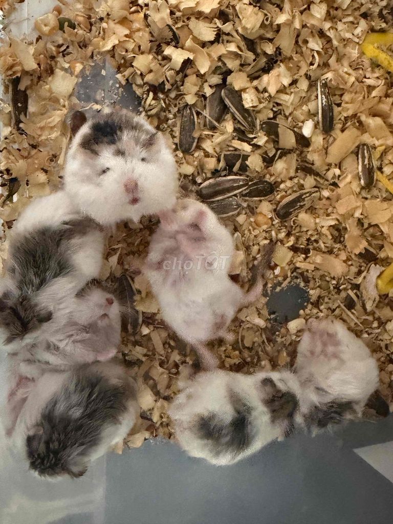 Chuột Hamster Robo Trắng Đen. Mua bán Thú cưng khác tại Quận Cái Răng Cần Thơ được đăng bởi Dương hình 1
