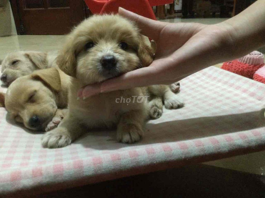 Chó Poodle lai Vàng kem. Mua bán Chó tại Huyện Thường Tín Hà Nội được đăng bởi Q hình 1