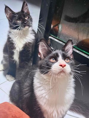 Mèo Maine Coon đực/cái 4 tháng