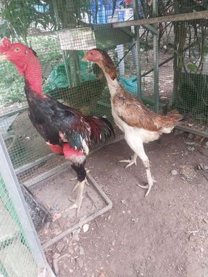 Bán nguyên đàn. Mua bán Gà tại Quận 12 Tp Hồ Chí Minh được đăng bởi phan ngoc khanh