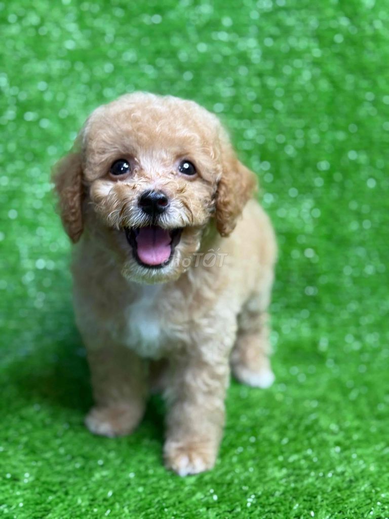 Nhà Có 8 em poodle Đợi Sen