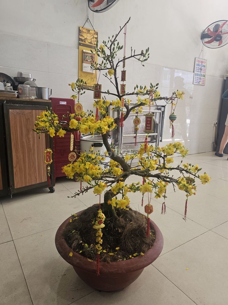 Cây mai cảnh dáng đẹp cao 1,2m. Mua bán Cây cảnh, đồ trang trí tại Quận Hải Châu Đà Nẵng được đăng bởi Nhơn Audio Đà Nẵng  hình 1