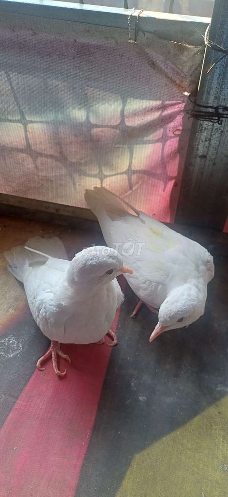 cặp cu pháp trắng. Mua bán Chim tại Huyện Nhà Bè Tp Hồ Chí Minh được đăng bởi tran anh hung hình 1