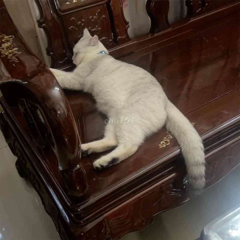 Mèo Silver 7 tháng Đủ 3 mũi Đã thiến. Mua bán Mèo tại Quận 7 Tp Hồ Chí Minh được đăng bởi Ngọc Duyên hình 1