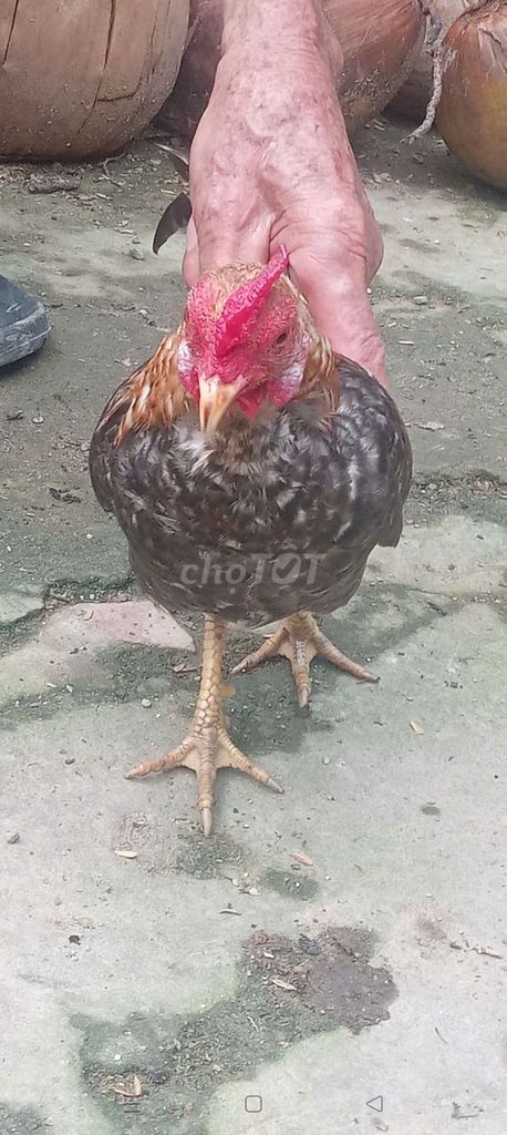 Gà tre Bắc trống hơn 1 năm . Mua bán Gà tại Huyện Cao Lãnh Đồng Tháp được đăng bởi Nhựt  hình 1