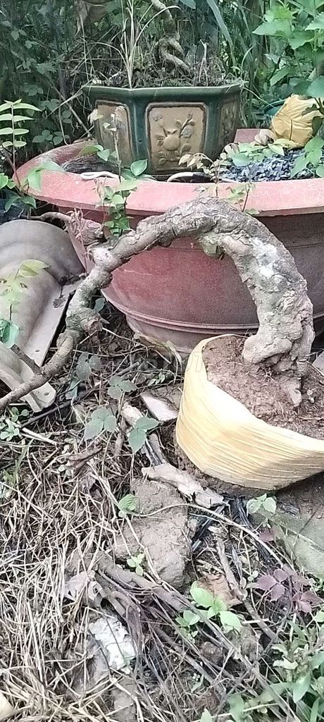 Khế gân dáng đẹp. Mua bán Cây cảnh, đồ trang trí tại Quận 10 Tp Hồ Chí Minh được đăng bởi đăng khoa hình 1
