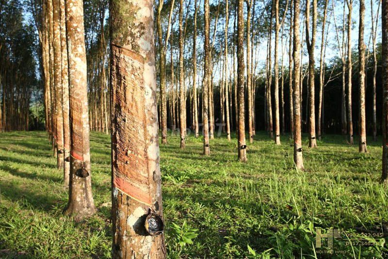 Vỏ cây cao su 2.4 ha 2 năm. Mua bán Đồ chuyên dụng, Giống nuôi trồng tại Huyện Chơn Thành Bình Phước được đăng bởi Nam Sơn hình 1